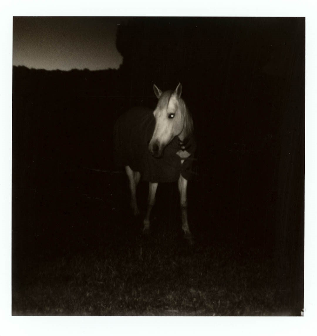 Night Horse